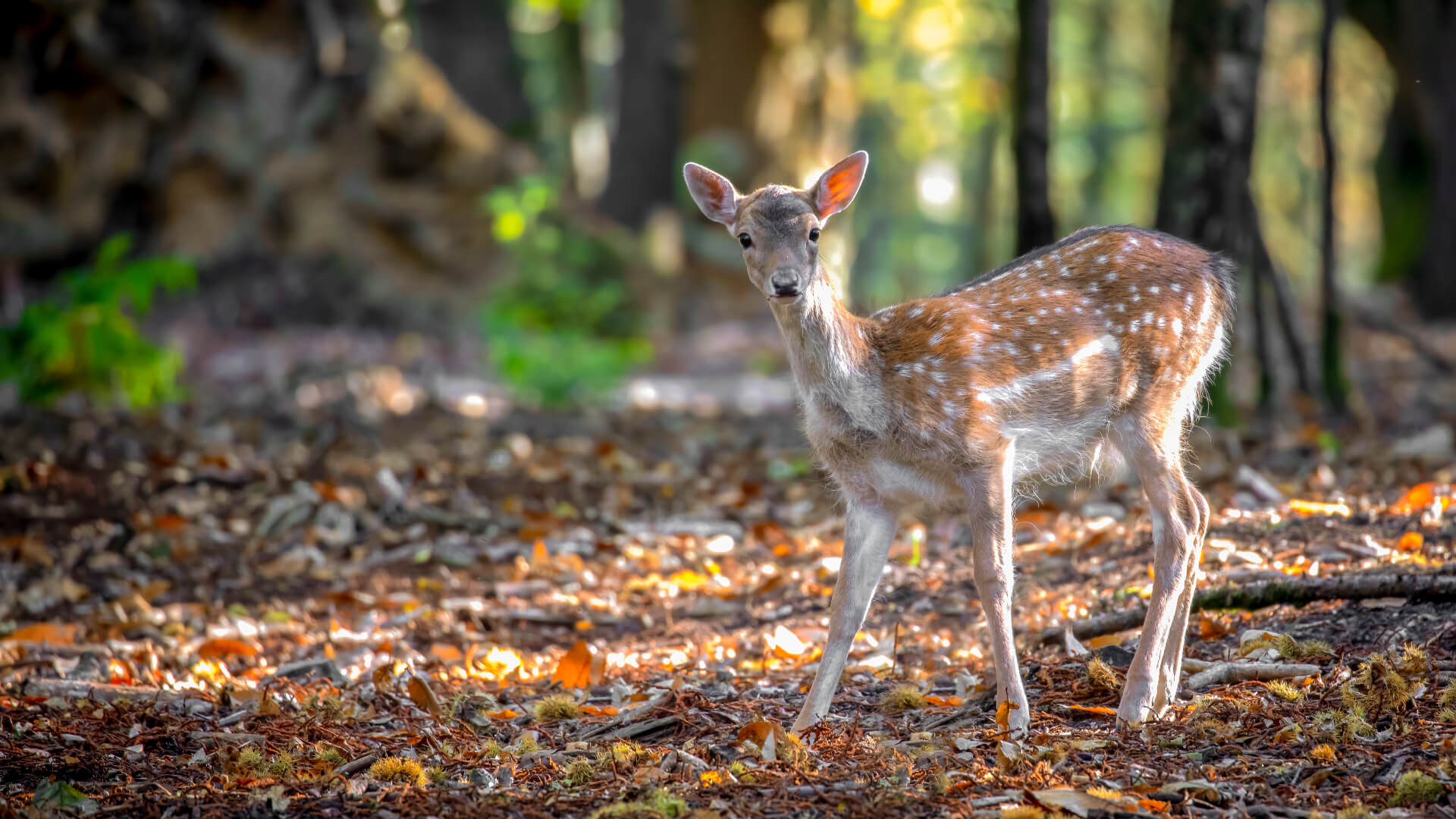 Image of Animal, Deer, Mammal, Wildlife, Antelope, 