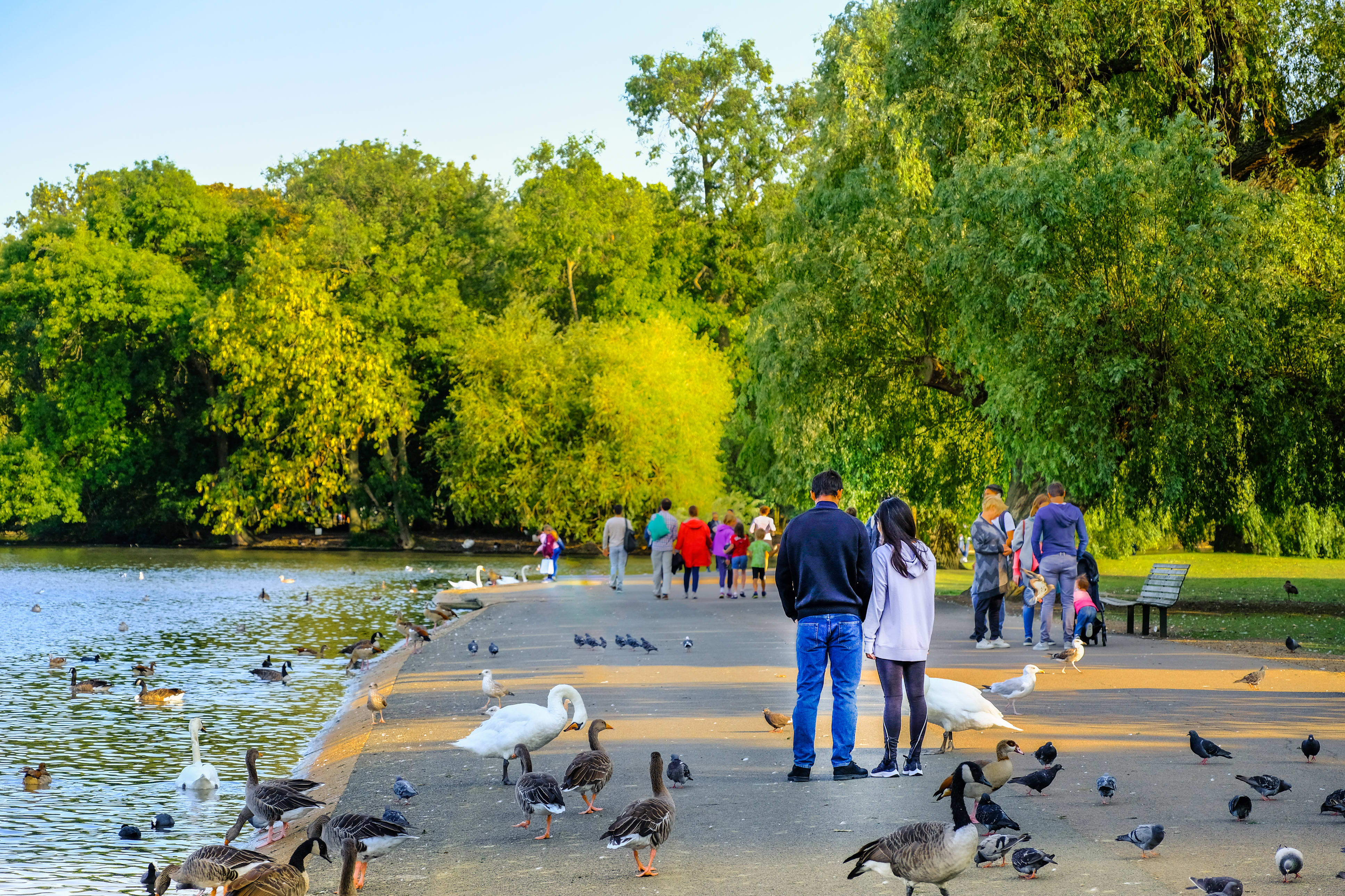 Image of Grass, Nature, Outdoors, Park, Scenery, Person, Walking, Bench, Tree, Pond, Water, Animal, Bird, Vegetation, Waterfront, 