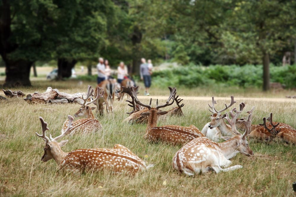 Image of Animal, Deer, Mammal, Wildlife, Field, Grassland, Nature, Outdoors, Antelope, Person, Car, 