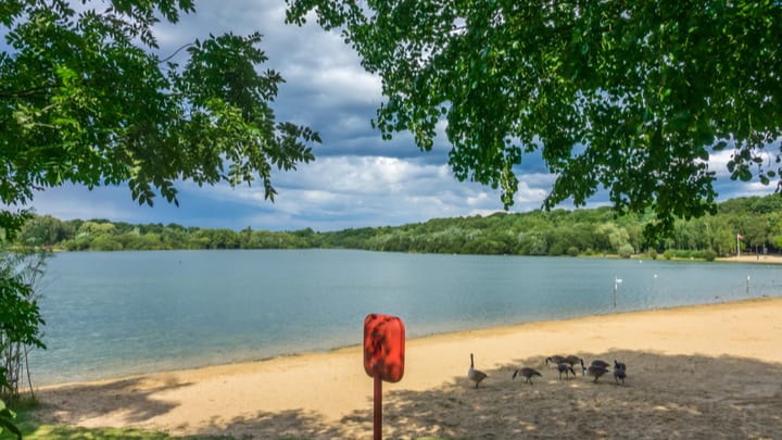 Image of Nature, Outdoors, Scenery, Landscape, Bird, Water, Lakefront, Lake, Tree, 