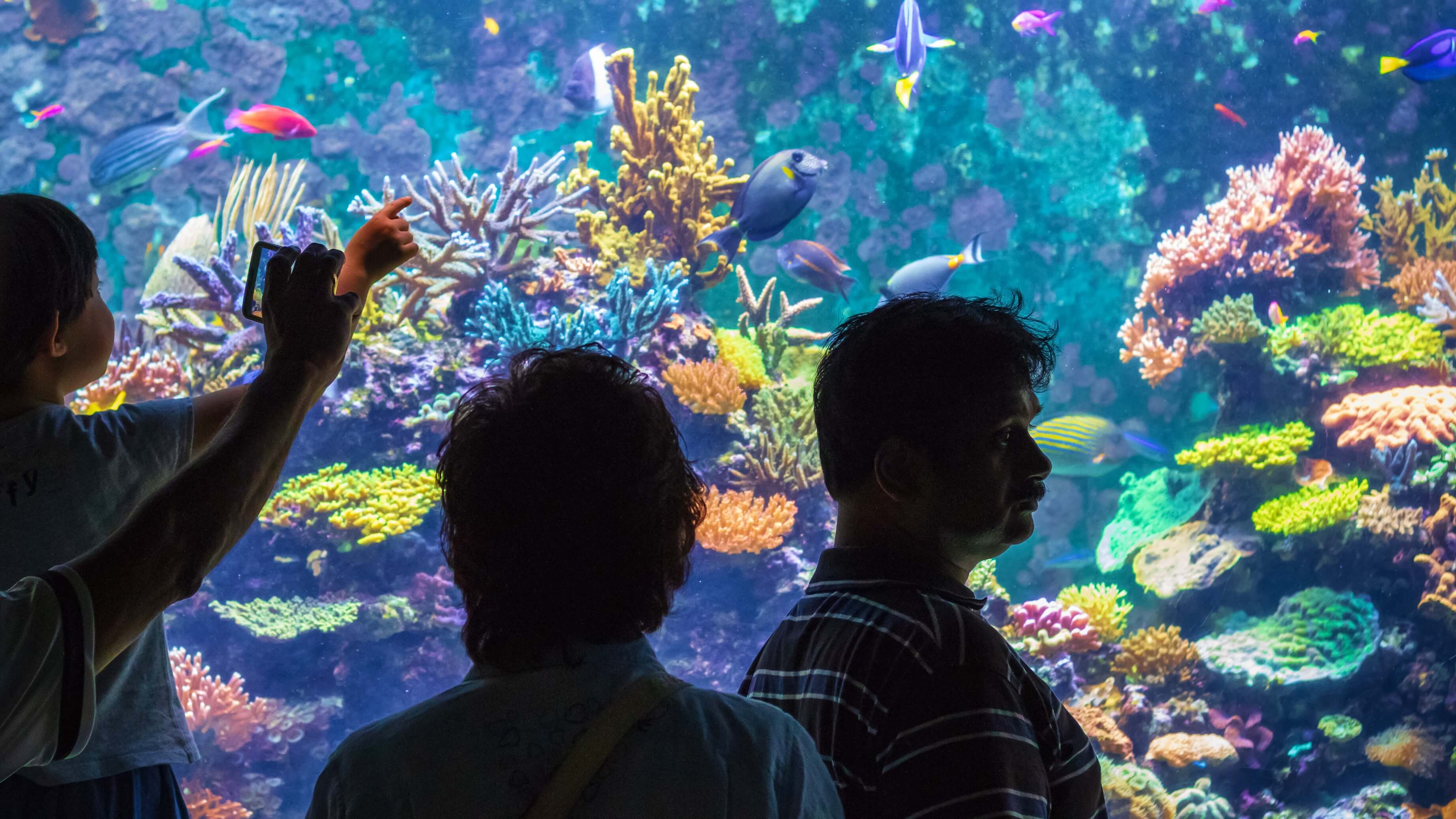 Image of Animal, Aquarium, Fish, Sea Life, Water, Aquatic, Adult, Male, Man, Person, Female, Woman, Nature, Outdoors, Reef, Sea, Coral Reef,
