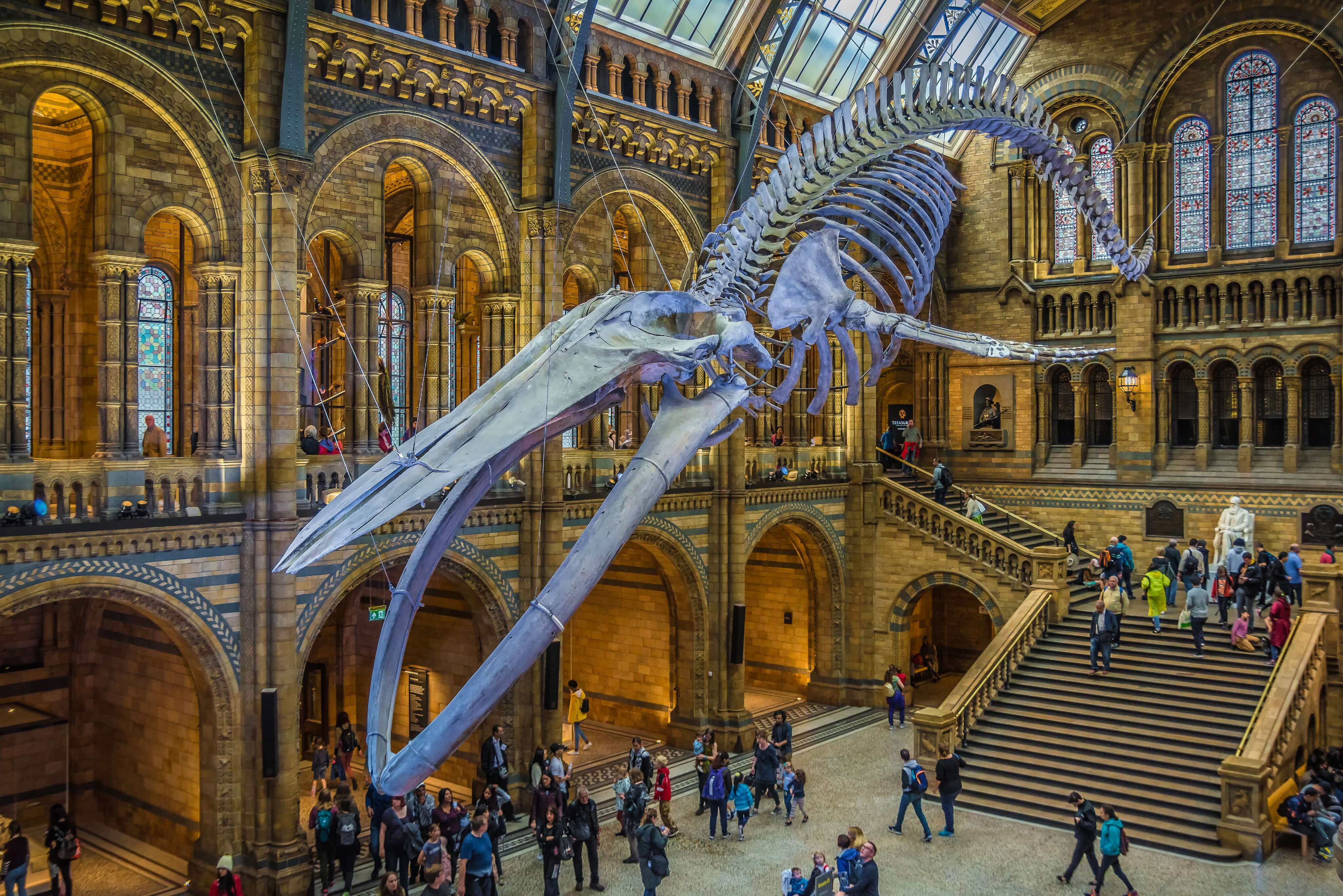 Какие музеи есть в лондоне. Музей естествознания (natural History Museum). Музей Лондона Museum of London. Натурал хистори музей Лондон. Музей natural History в Лондоне.