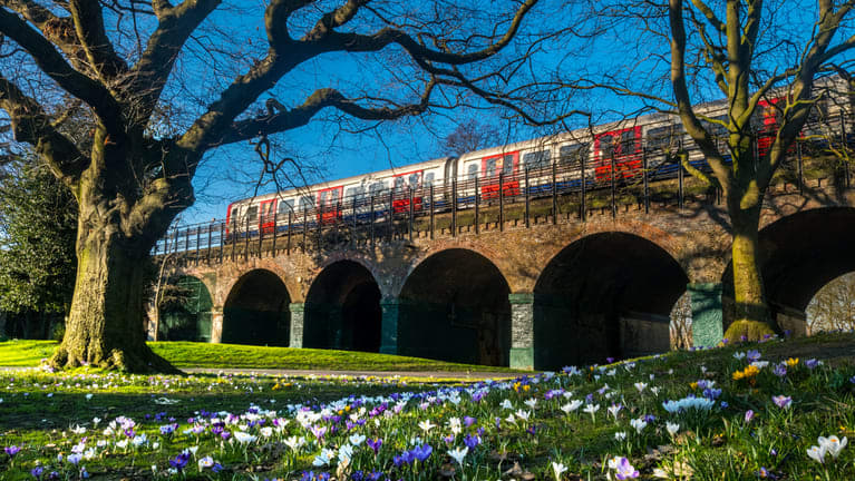 Image of Tree, Bridge, Viaduct, Grass, 