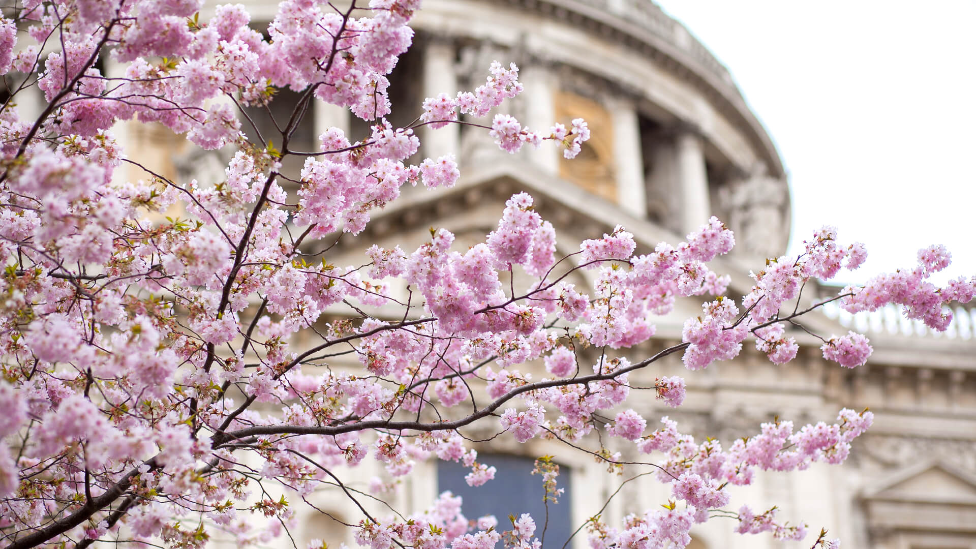 Image of Flower, Plant, Cherry Blossom, Petal, 