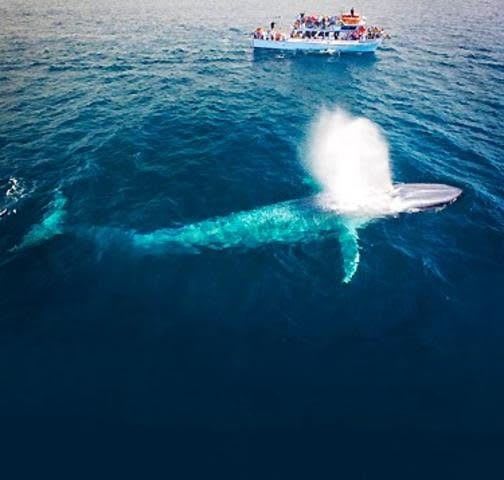 Image of Animal, Mammal, Sea Life, Whale,