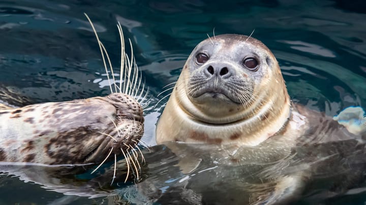 Image of Animal, Mammal, Sea Life, Seal, Sea Lion,