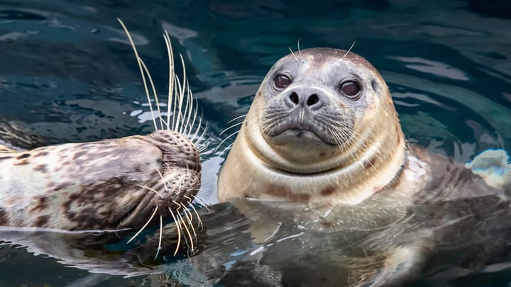 Image of Animal, Mammal, Sea Life, Seal, Sea Lion, 