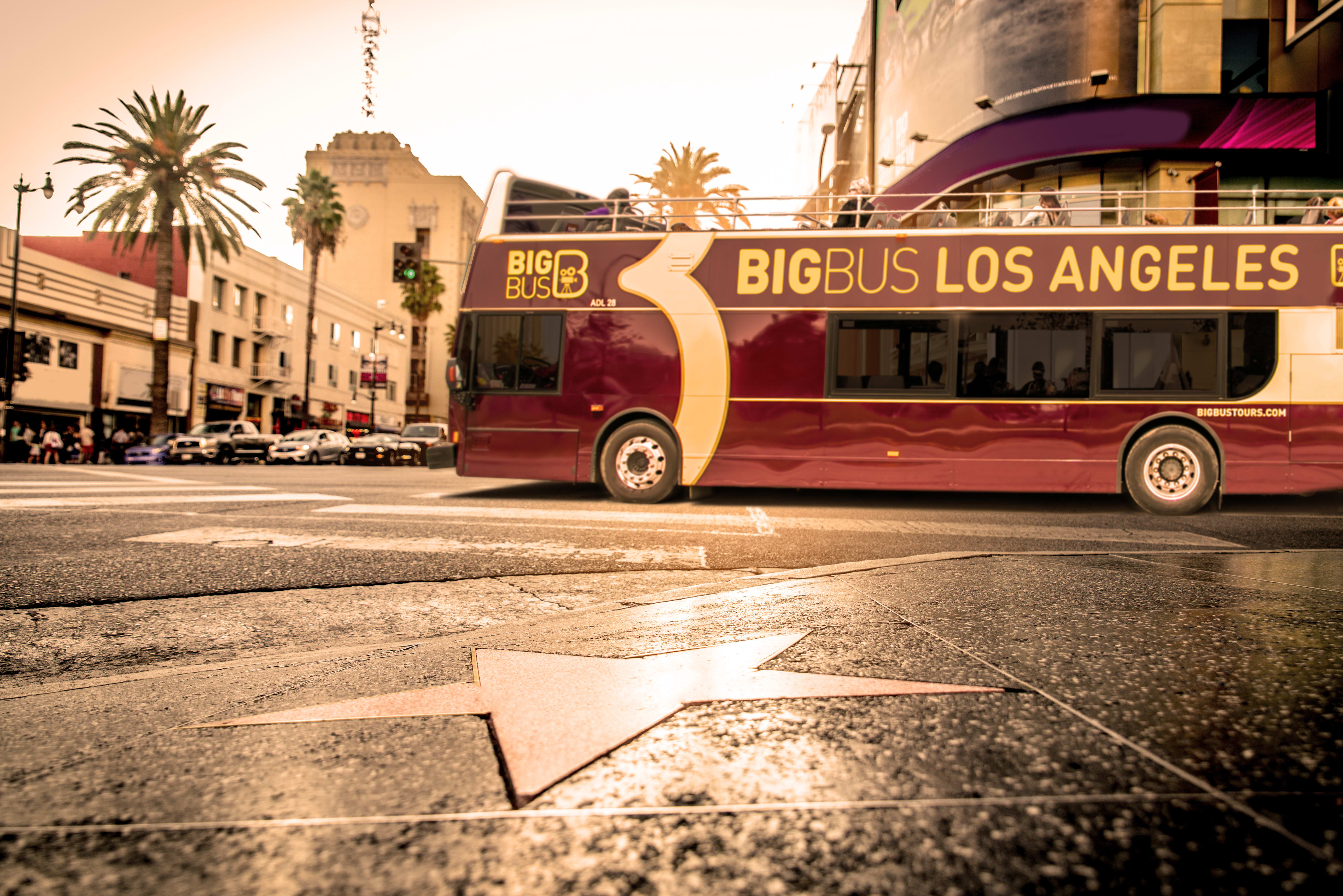 Image of Bus, Vehicle, Car, Person, Road, Tour Bus, Tree, Palm Tree, 