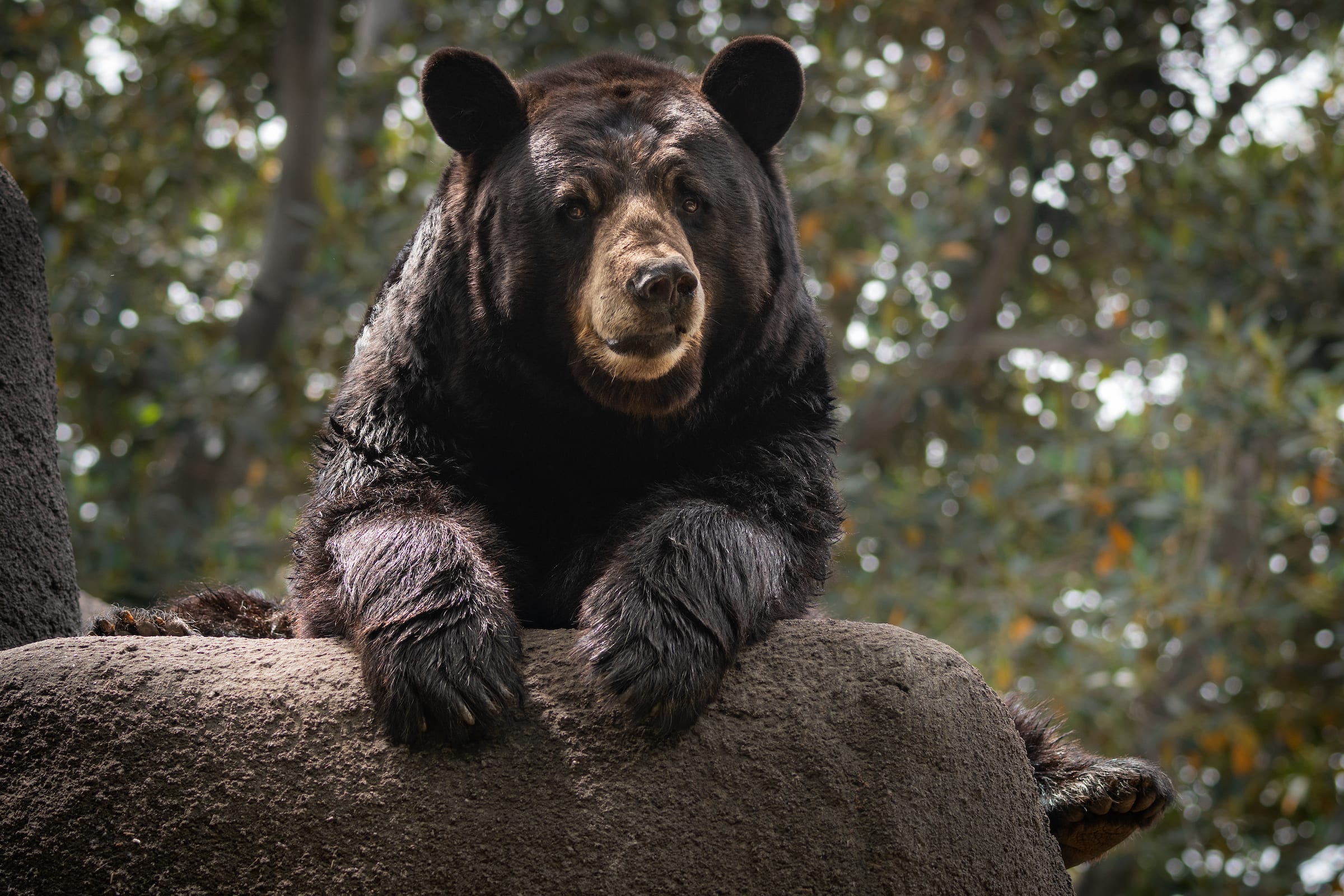 Image of Animal, Bear, Mammal, Wildlife, 