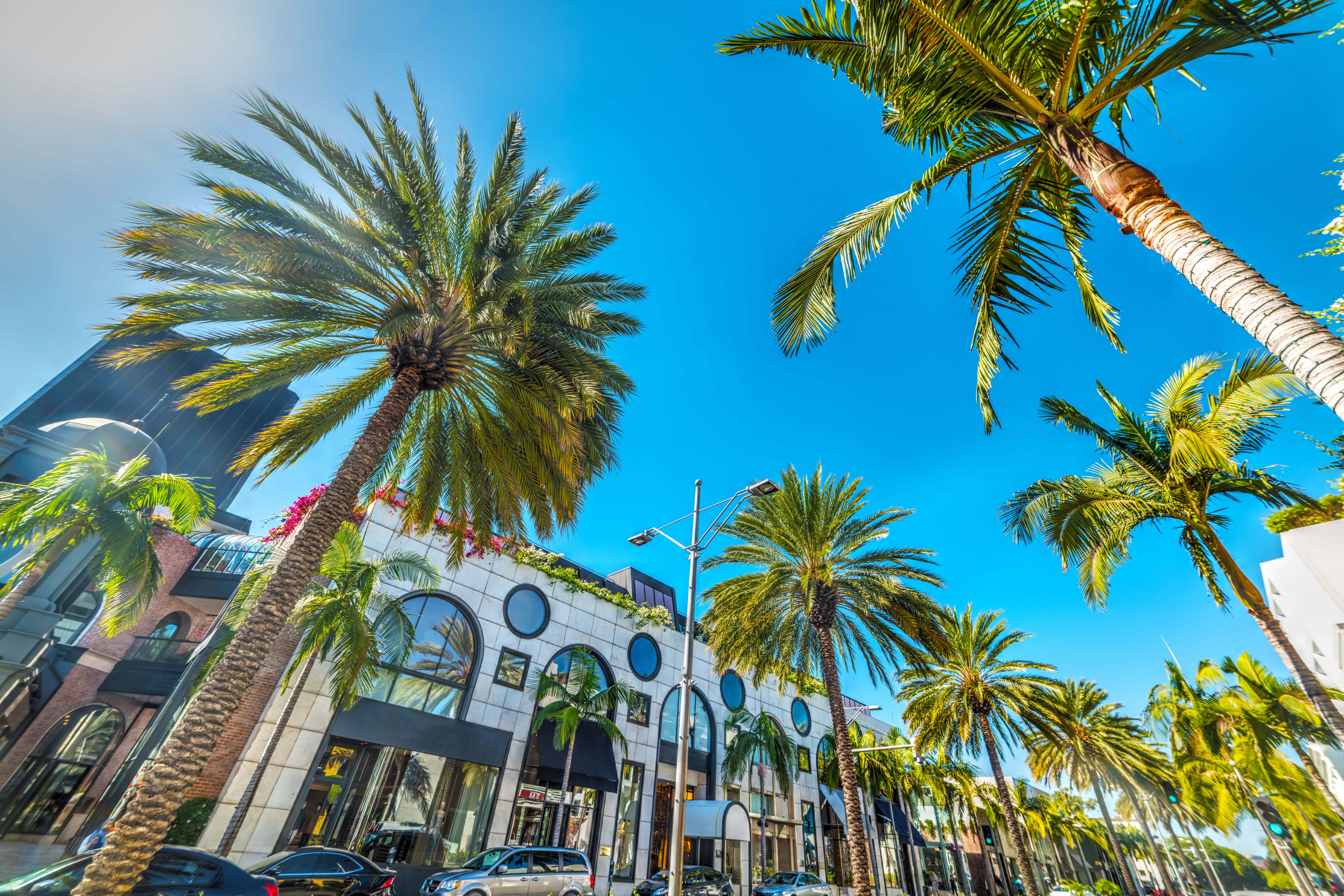 Image of Summer, Palm Tree, Tree, City, Car, Vehicle, Urban, Outdoors, Nature, 