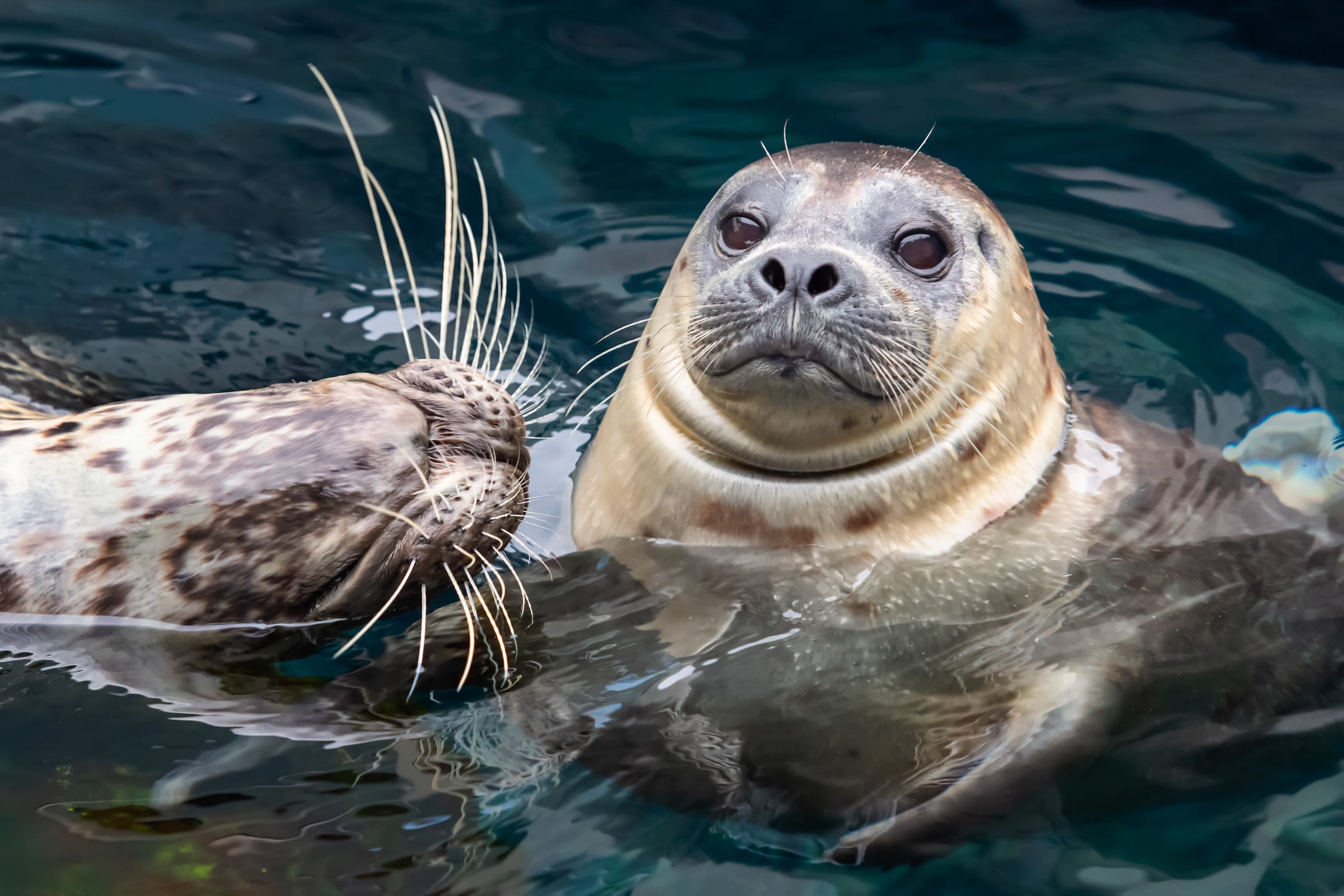 Image of Animal, Mammal, Sea Life, Seal, Sea Lion, Dog, Pet, 