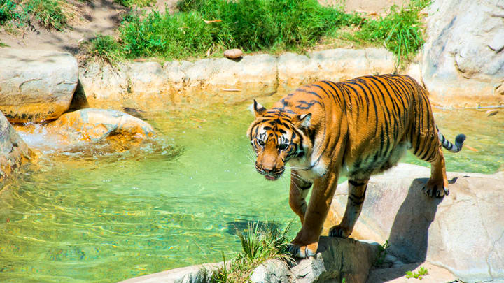 Image of Animal, Zoo, Mammal, Tiger, Wildlife, 