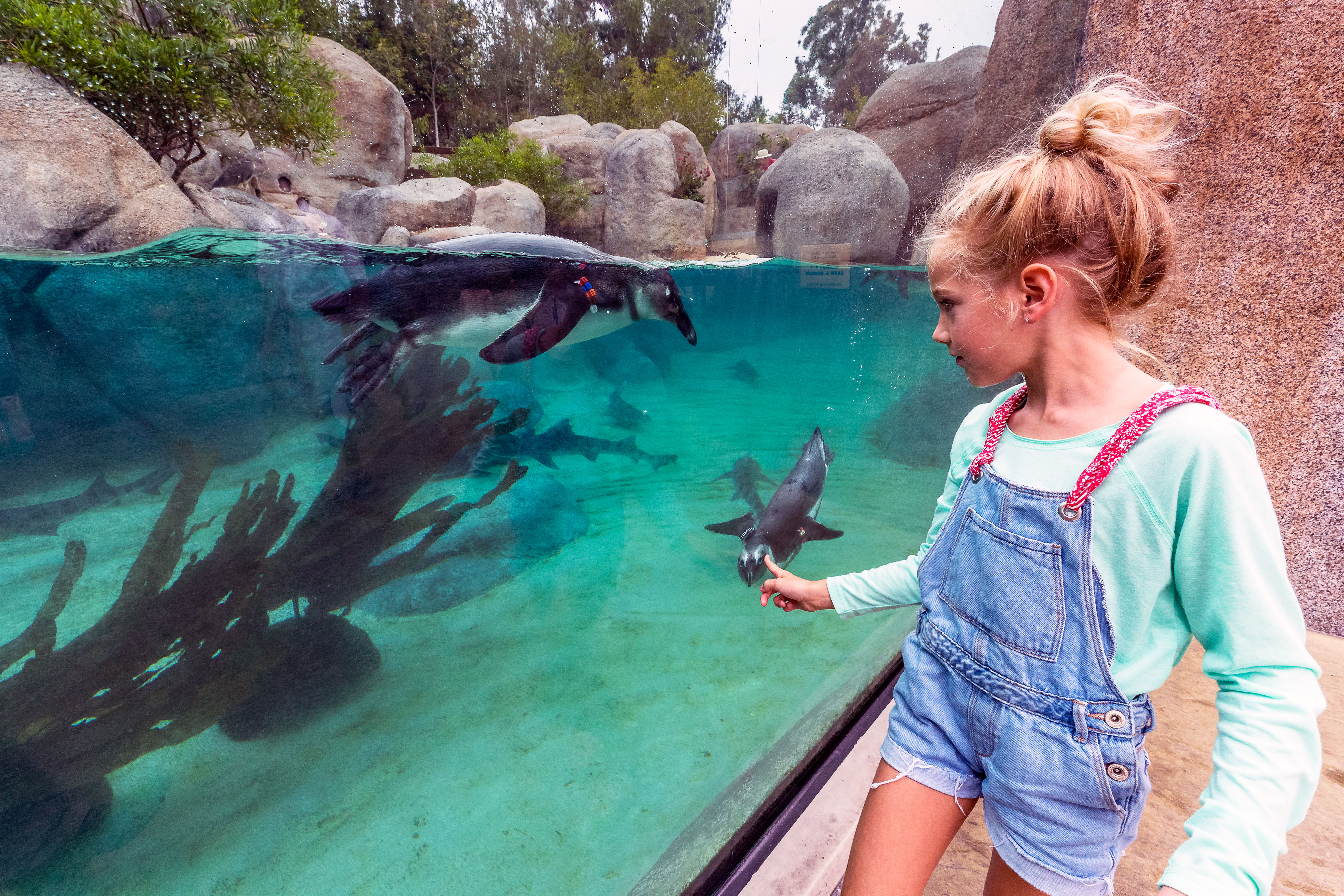 Image of Animal, Zoo, Child, Female, Girl, Person, Aquarium, Fish, Sea Life, Water, Aquatic, Bird, Penguin, 