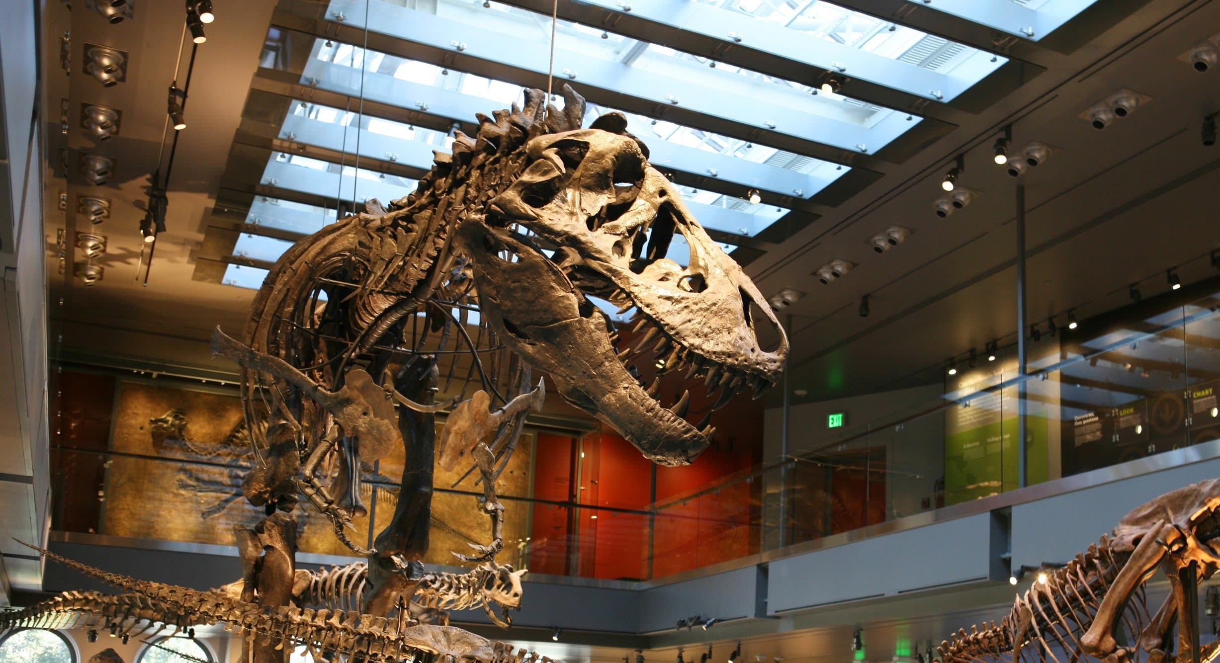 Image of Indoors, Museum, Animal, Dinosaur, Reptile, 