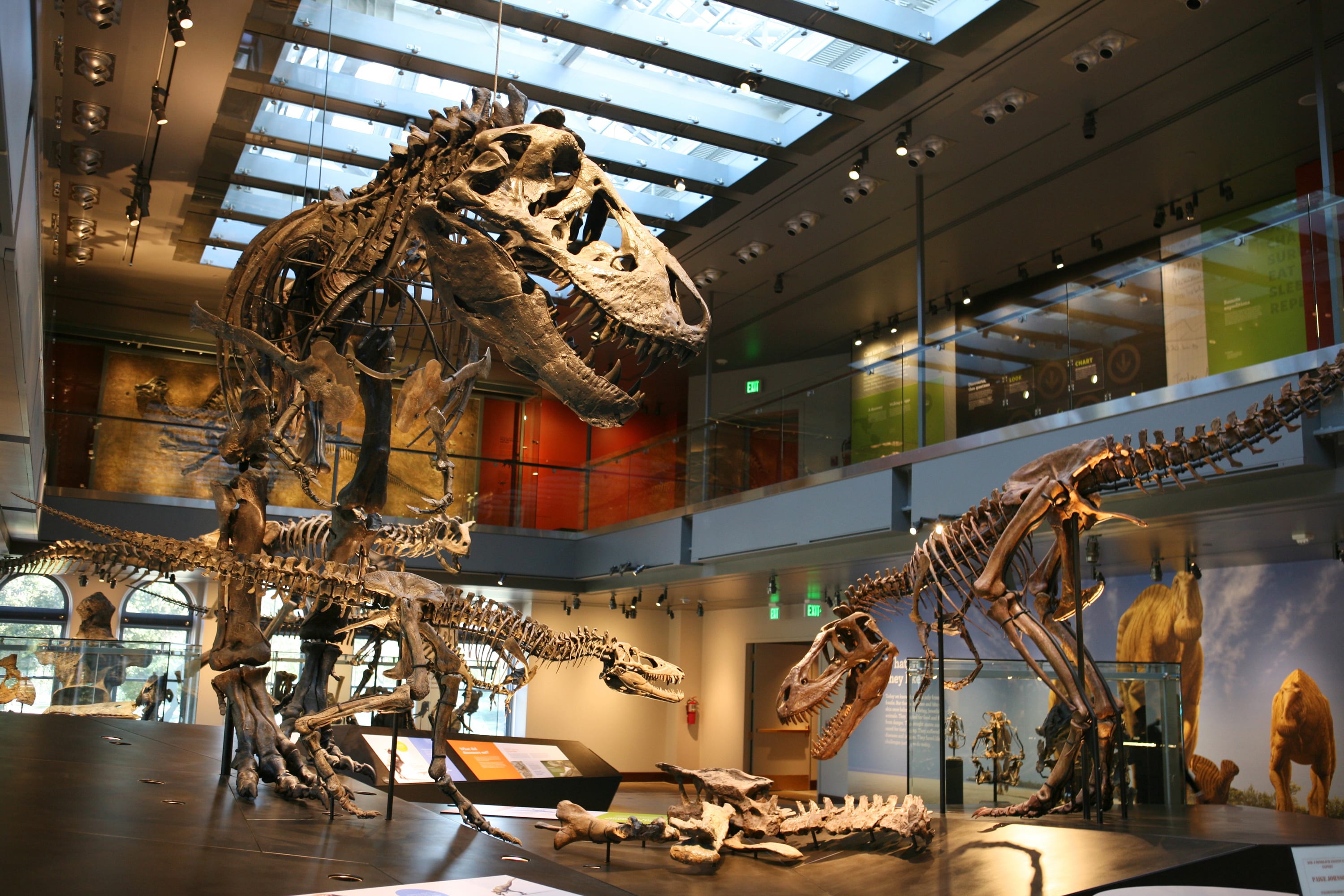 Image of Indoors, Museum, Animal, Dinosaur,