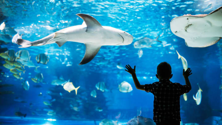 Image of Aquatic, Water, Animal, Aquarium, Fish, Sea Life, Boy, Child, Male, Person, Shark, 