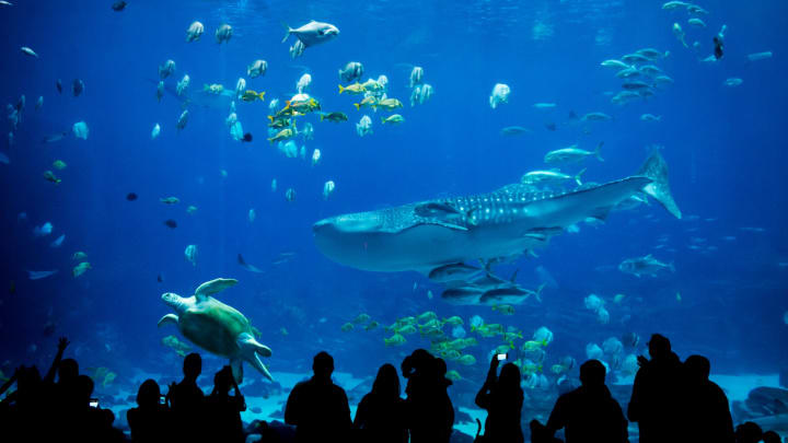 Image of Aquatic, Water, Animal, Aquarium, Fish, Sea Life, Person, Adult, Male, Man, Shark, 