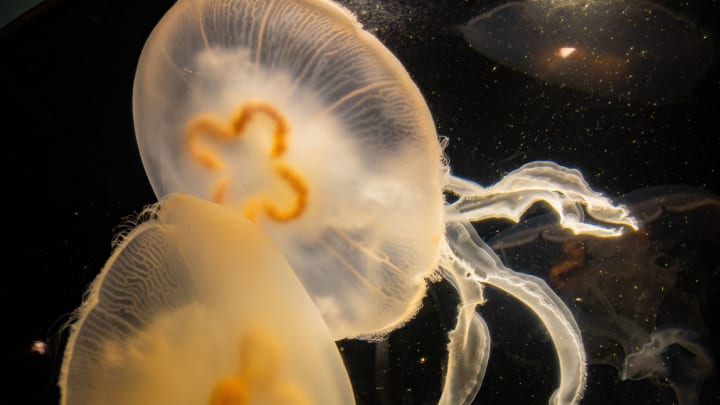 Image of Animal, Sea Life, Jellyfish, 