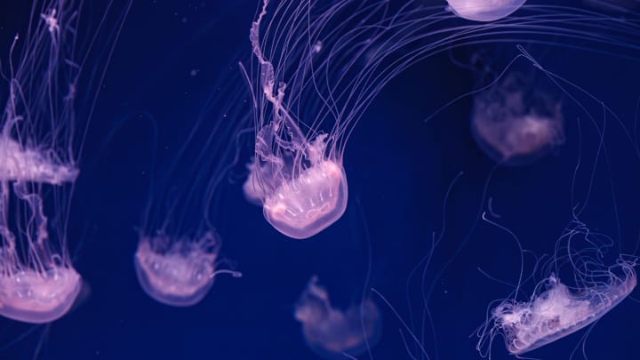 Image of Animal, Sea Life, Jellyfish, 