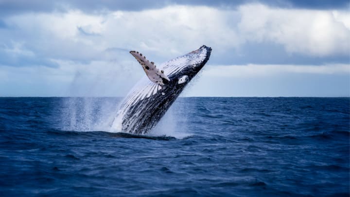 Image of Animal, Mammal, Sea Life, Whale, 