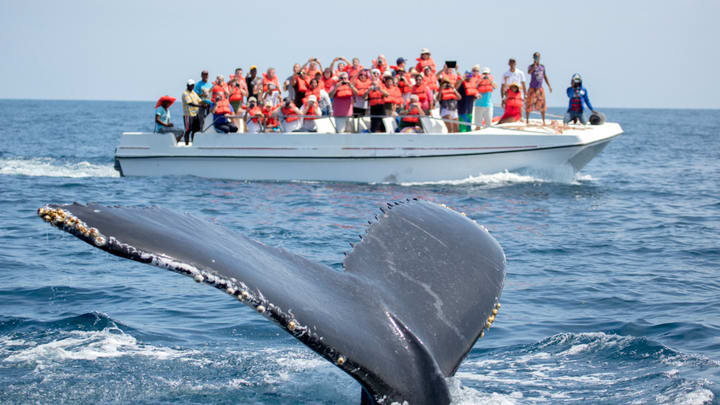 Image of Animal, Mammal, Sea Life, Whale, Person, Boat, Vehicle, Boating, Water, Water Sports, 