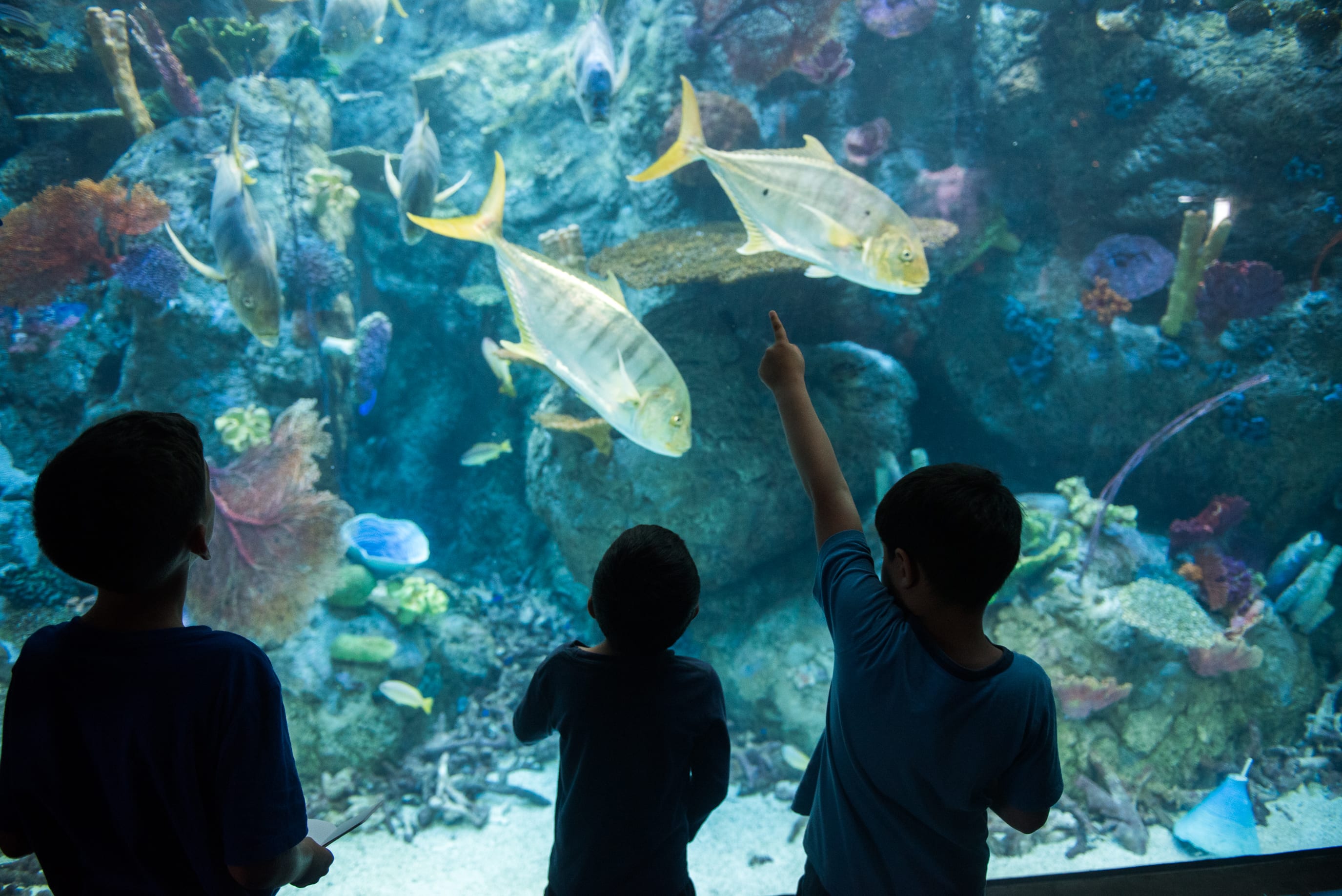 Image of Aquatic, Water, Animal, Aquarium, Fish, Sea Life, Adult, Male, Man, Person, Boy, Teen, Child, Nature, Outdoors, Reef, Sea, 