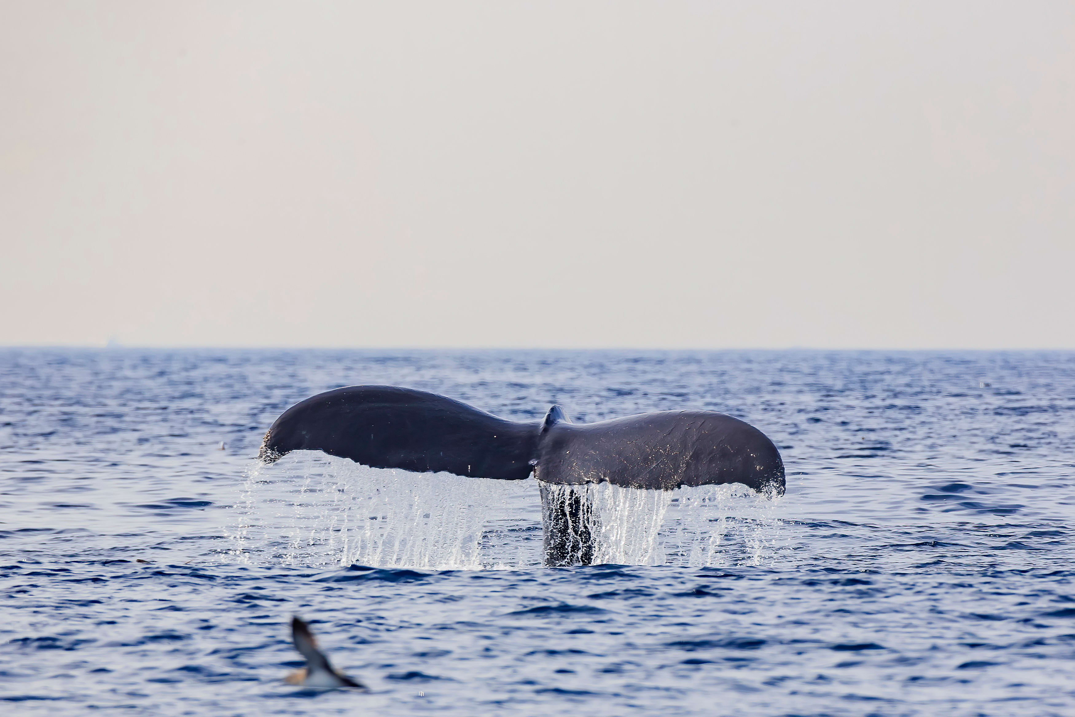 Image of Animal, Mammal, Sea Life, Whale, Bird, 