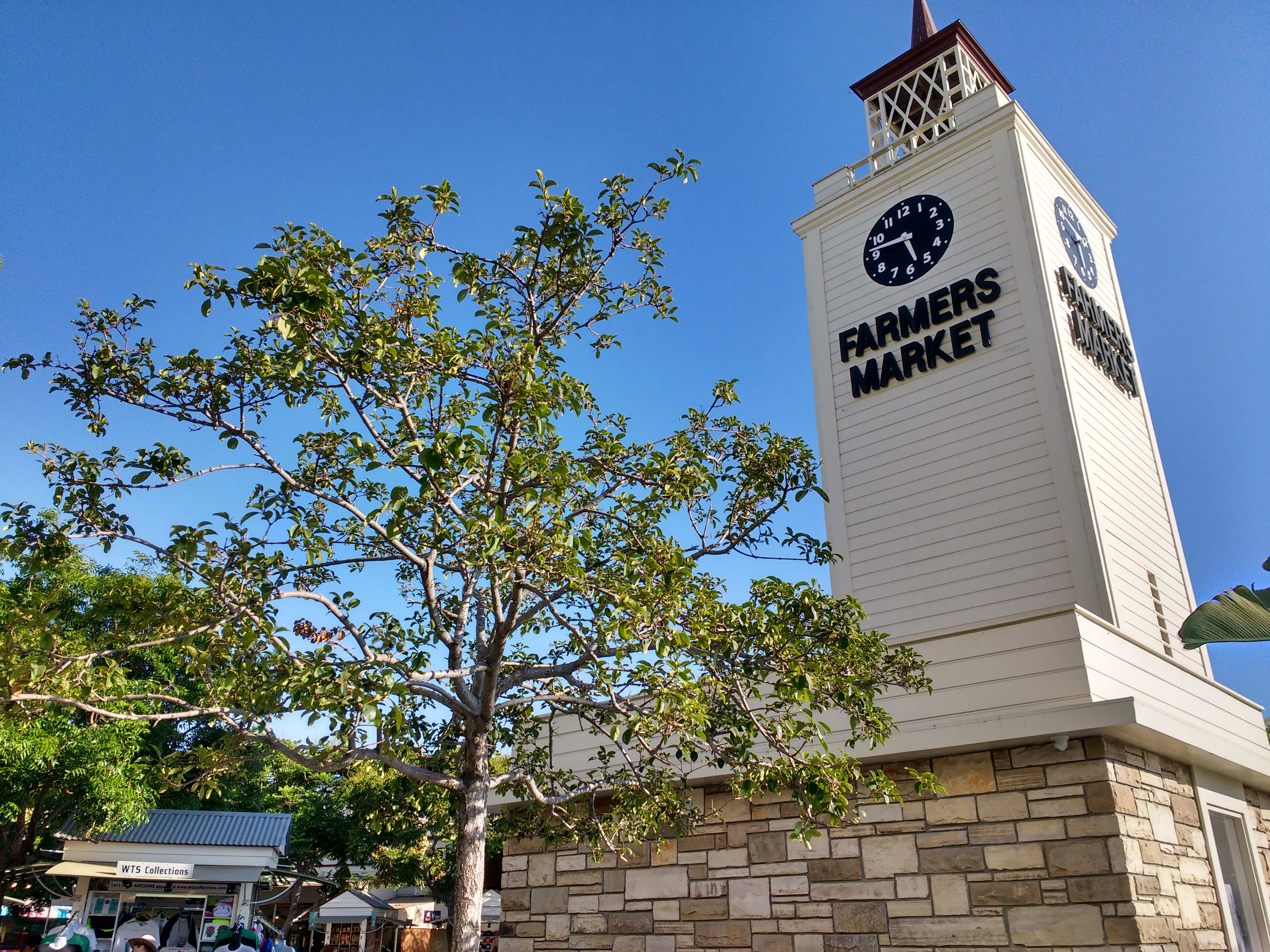 Image of Clock Tower, Tower, Tree, 