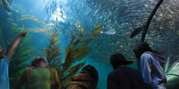 Image of Animal, Aquarium, Fish, Sea Life, Water, Adult, Male, Man, Person, Female, Woman, Aquatic, Hat, 