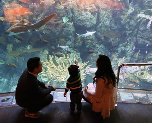 Image of Animal, Aquarium, Fish, Sea Life, Water, Adult, Male, Man, Person, Boy, Child, Female, Woman, Shoe, Aquatic, Glove, Shark, 