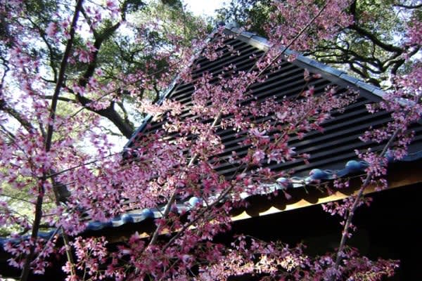 Image of Flower, Petal, Tree, Vegetation, Cherry Blossom, 