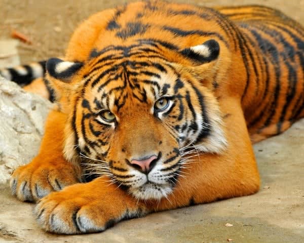 Image of Animal, Mammal, Tiger, Wildlife, 