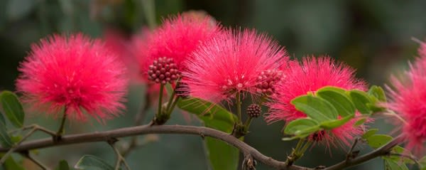 Image of Flower, Plant, Leaf, Mimosa, 