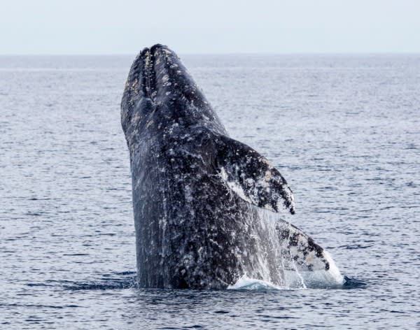 Image of Animal, Mammal, Sea Life, Whale, 