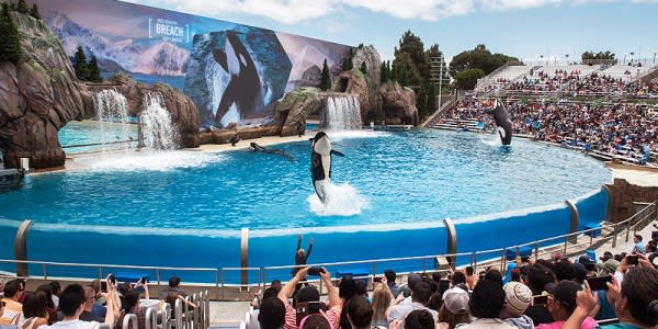 Image of Animal, Zoo, Mammal, Orca, Sea Life, Penguin, Hat, Person, Mobile Phone, 