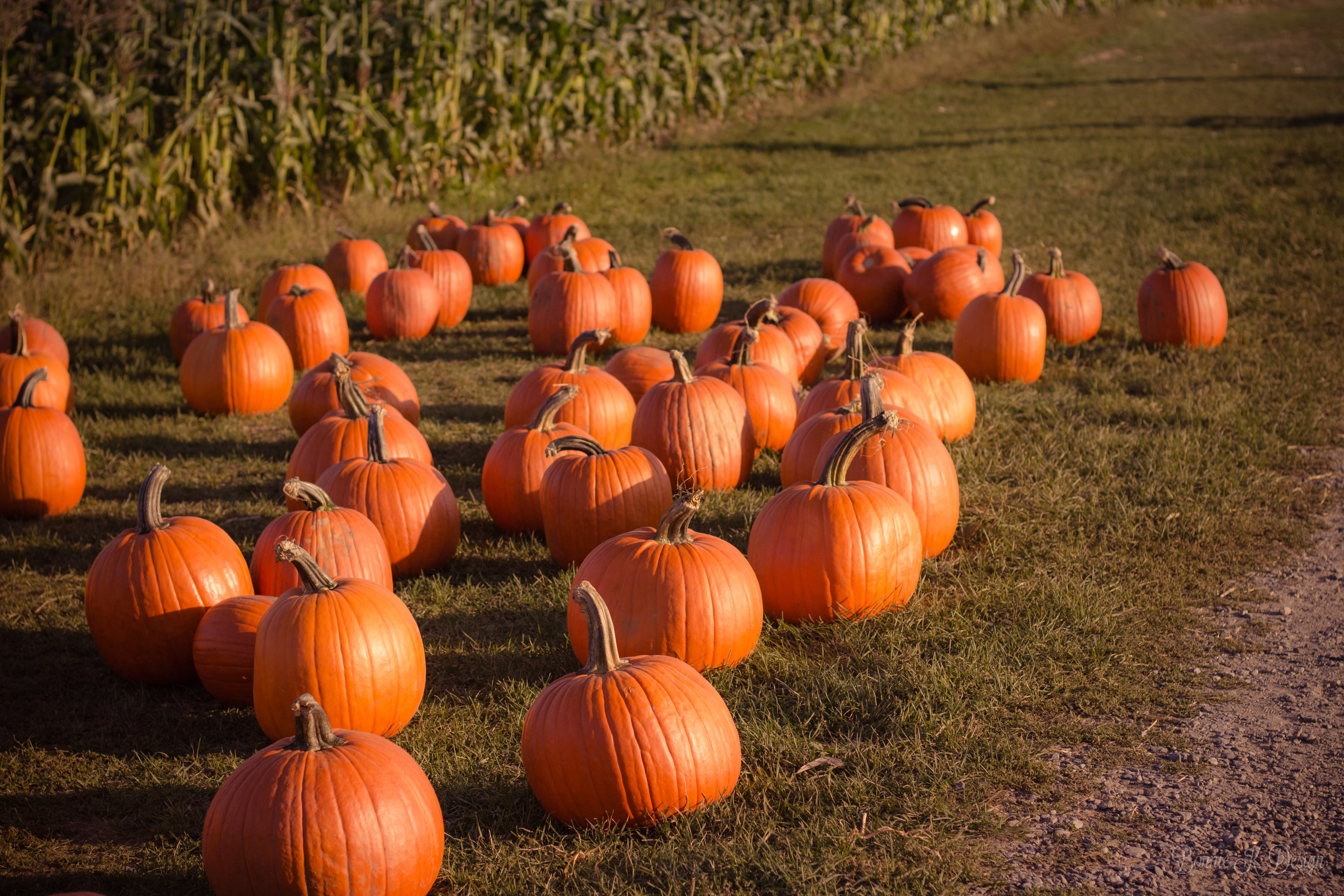 Image of Food, Produce, Pumpkin, Squash, 