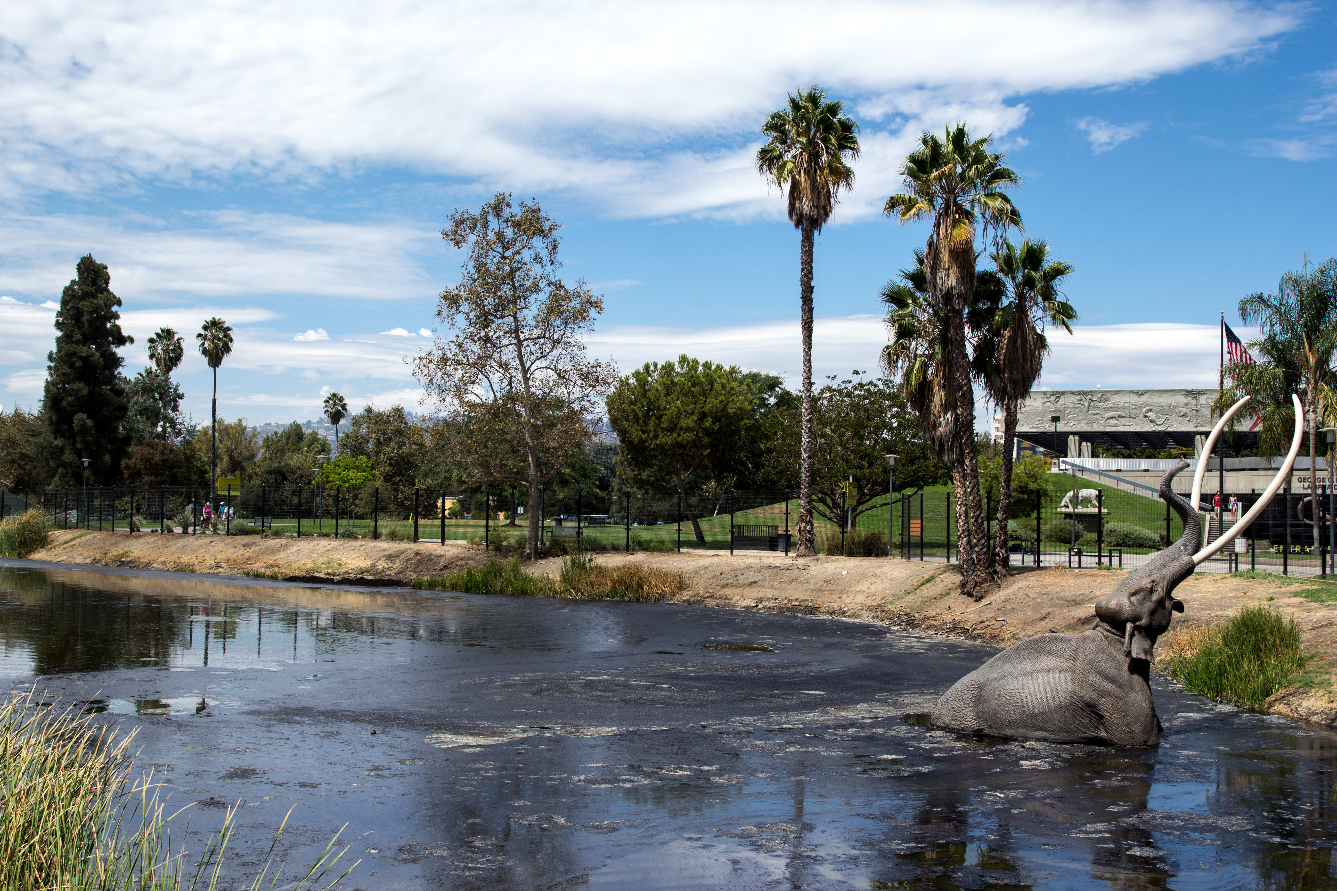 Image of Tree, Summer, Nature, Outdoors, Pond, Water, Tree Trunk, Land, Person, Scenery, 