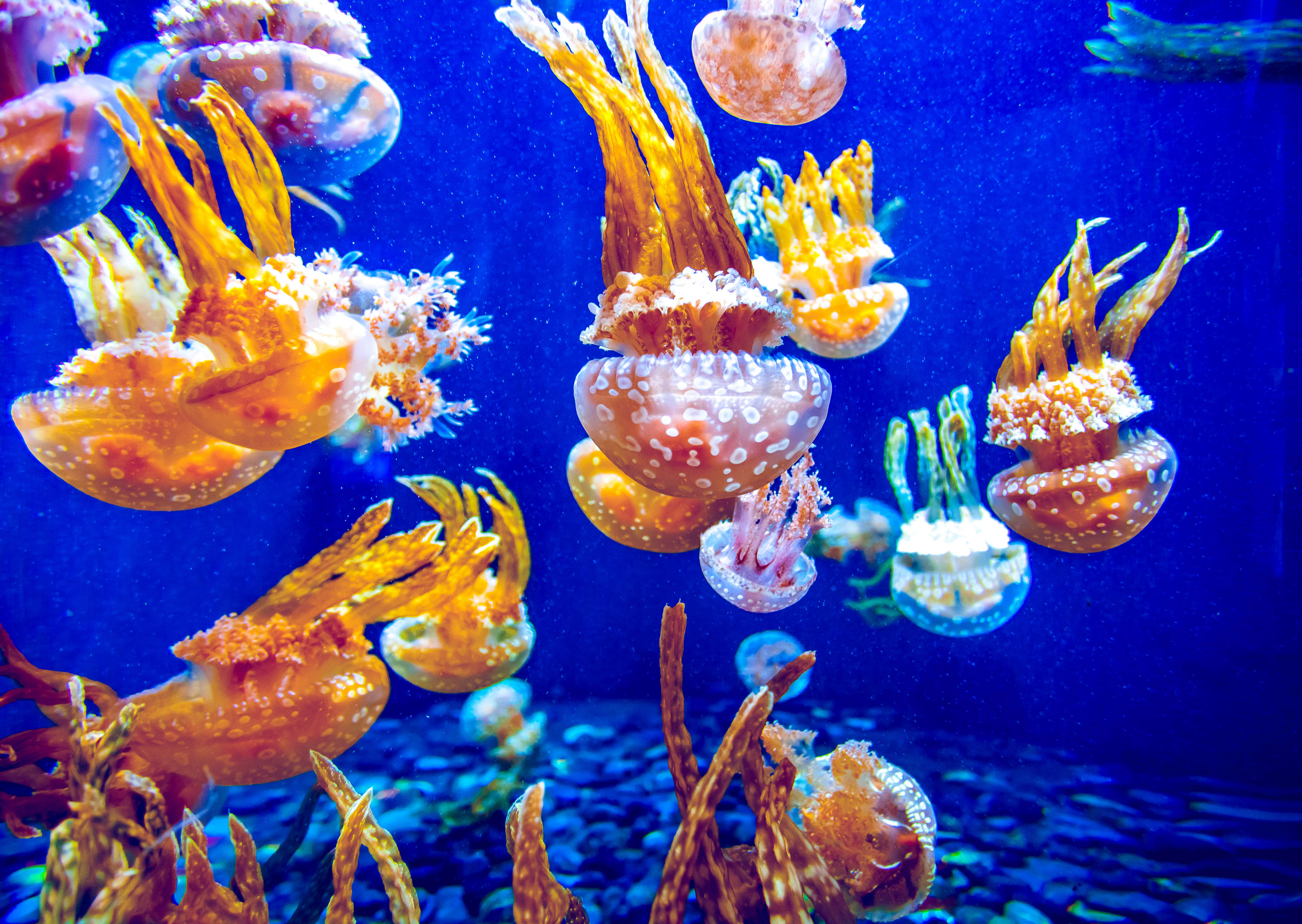 Image of Aquatic, Water, Animal, Sea Life, Aquarium, Fish, 