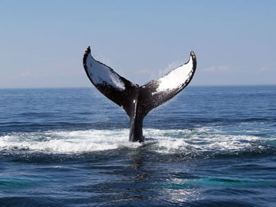 Image of Animal, Mammal, Sea Life, Whale, 