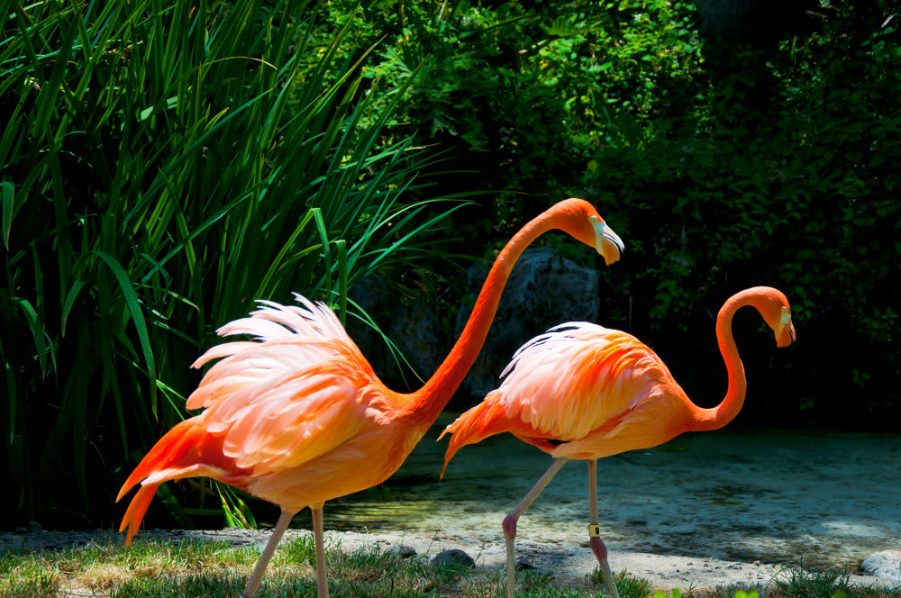 Image of Animal, Bird, Flamingo, Flock,