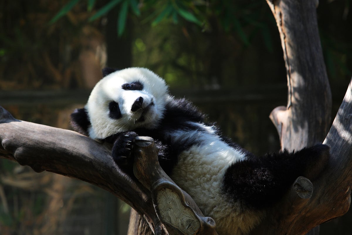 Image of Animal, Wildlife, Bear, Giant Panda, Mammal, 