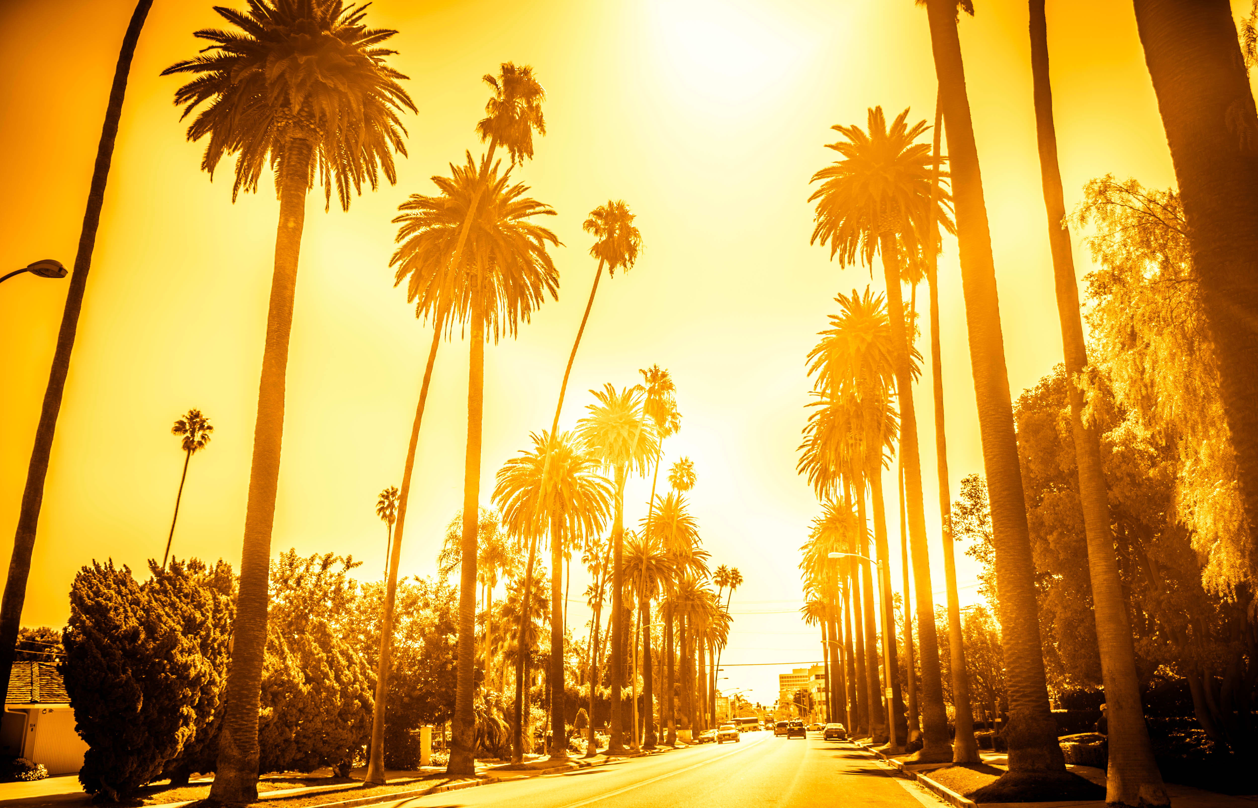 Image of Summer, Sunlight, Tree, Palm Tree, Nature, Outdoors, Sky, Flare, Light, Car, Scenery, Sunset, Tropical,