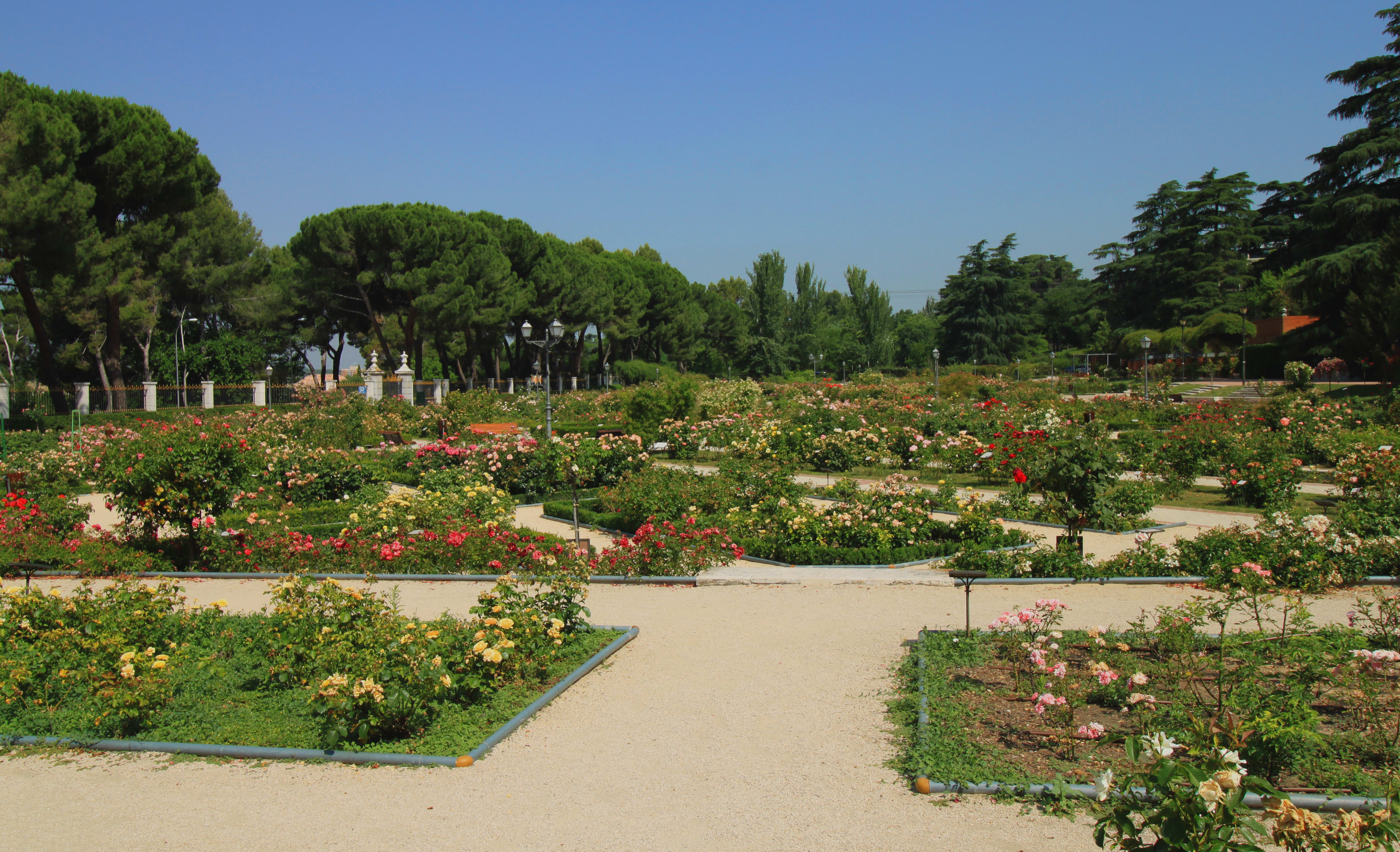 Image of Grass, Nature, Outdoors, Park, Plant, Garden, Tree, Fir, Scenery, Path, Walkway, Flower, Geranium, 