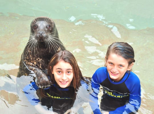 Image of Face, Head, Person, Photography, Portrait, Child, Female, Girl, Animal, Mammal, Sea Life, Seal, Teen, Sea Lion, Nature, Outdoors, Sea, Water, Beach, Coast, Shoreline, 