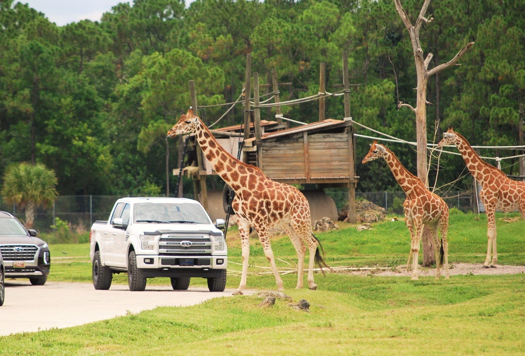 Image of Outdoors, Nature, Car, Vehicle, Pickup Truck, Truck, Animal, Zoo, Giraffe, Mammal, Wildlife, 