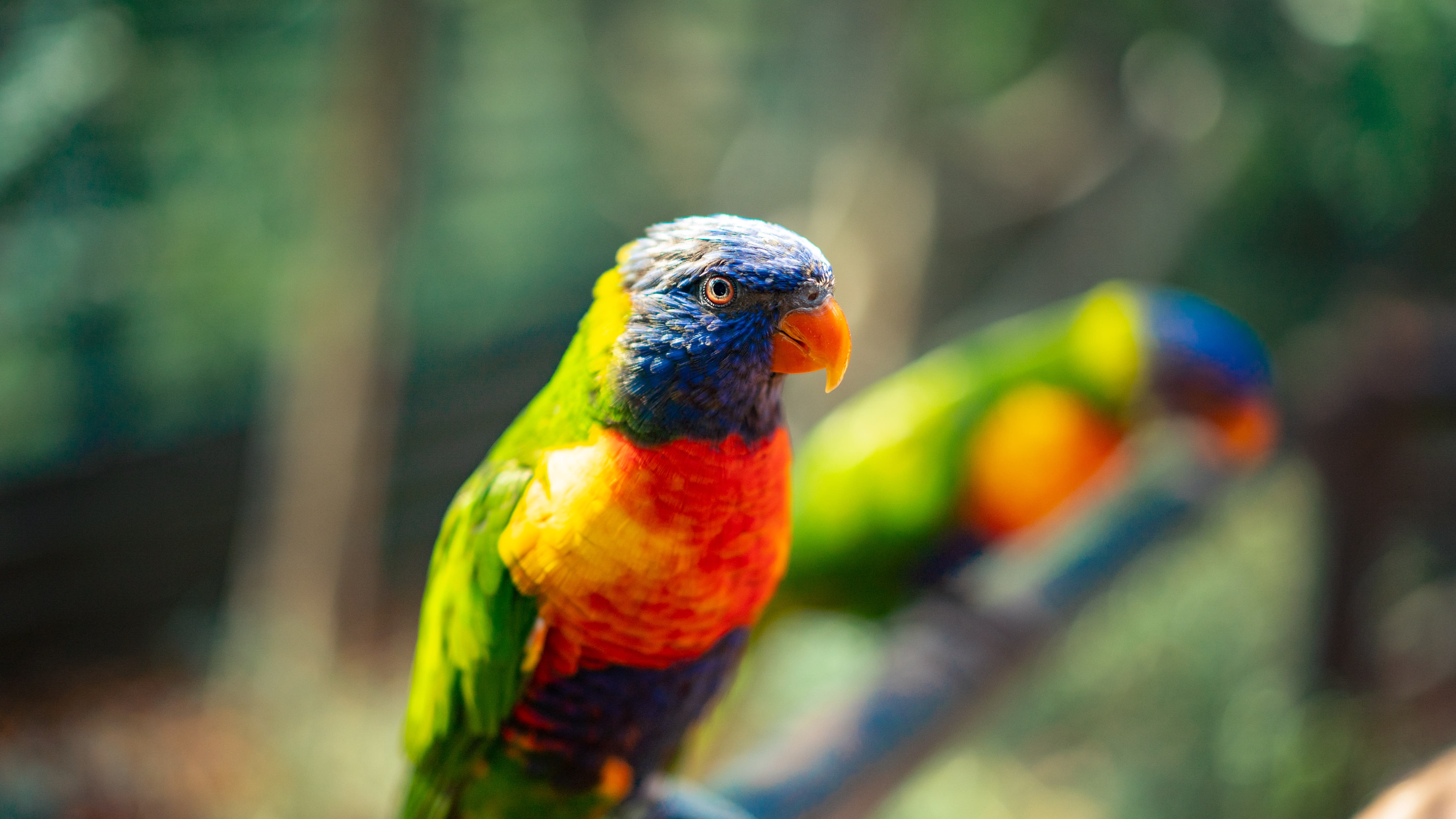 Image of Animal, Beak, Bird, Parrot, 