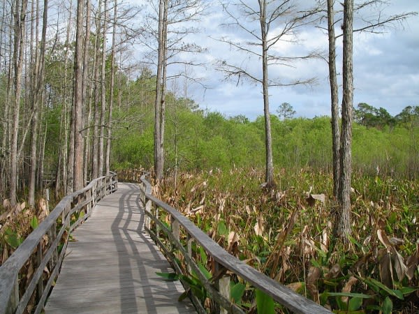 Image of Boardwalk, Bridge, Land, Nature, Outdoors, Path, Vegetation, Trail, Tree, Woodland, Water, Grass, 