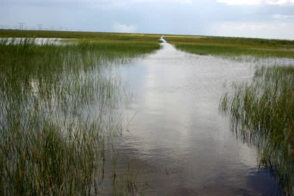 Image of Land, Nature, Outdoors, Grass, Pond, Water, Vegetation, Scenery, Reed, Swamp, 