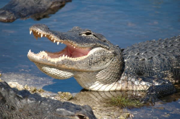 Image of Animal, Crocodile, Reptile, Lizard, 