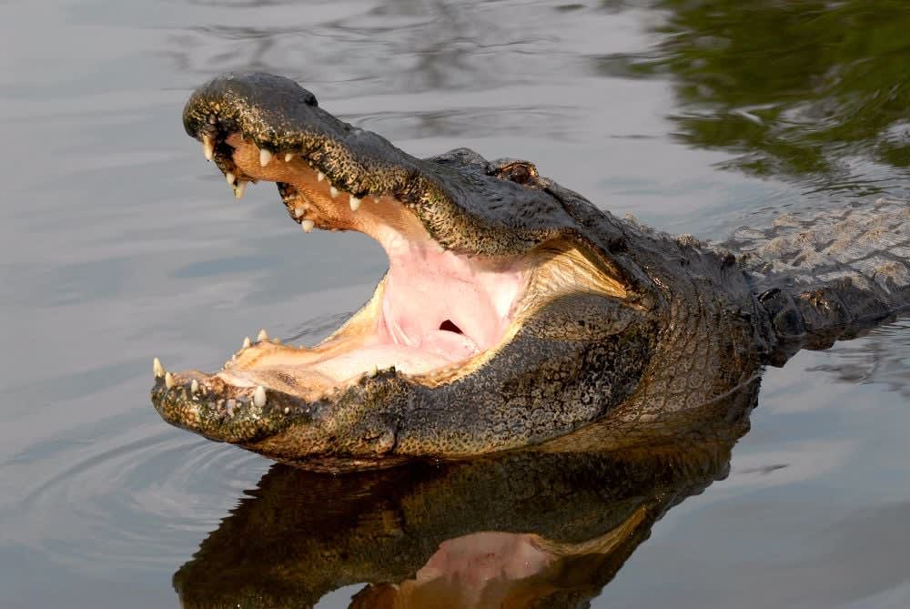 Image of Animal, Crocodile, Reptile, 